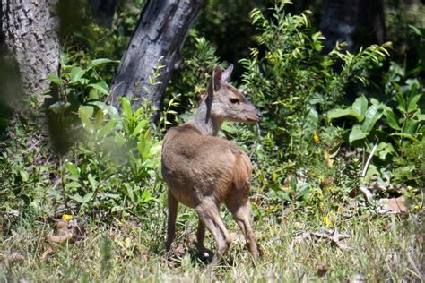 27 Wild Animals in Uruguay [Wildlife in Uruguay] - Kevmrc