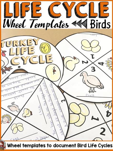LIFE CYCLE CRAFT ACTIVITES: WHEELS: BIRDS | Elementary school activities, Life cycle craft, Life ...