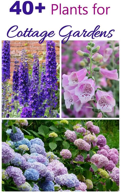 Cottage garden plants perennials annuals bulbs for cottage gardens – Artofit