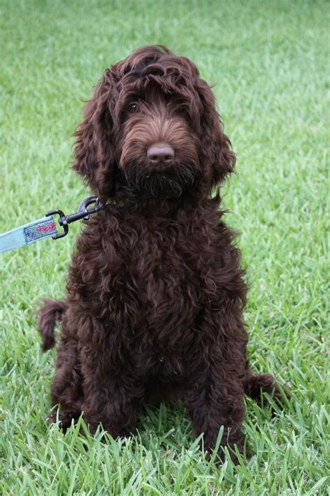 Chocolate labradoodle, Labradoodle puppy, Labradoodle