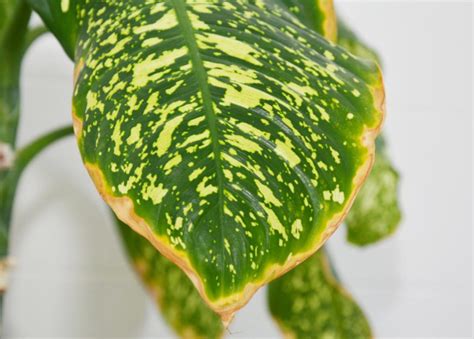 Why Do The Leaves Of Dieffenbachia Turn Yellow? Three Main Reasons ...