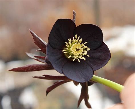 Black Diamond Hellebore (early spring) purchased 12-15-2013 | Beautiful ...