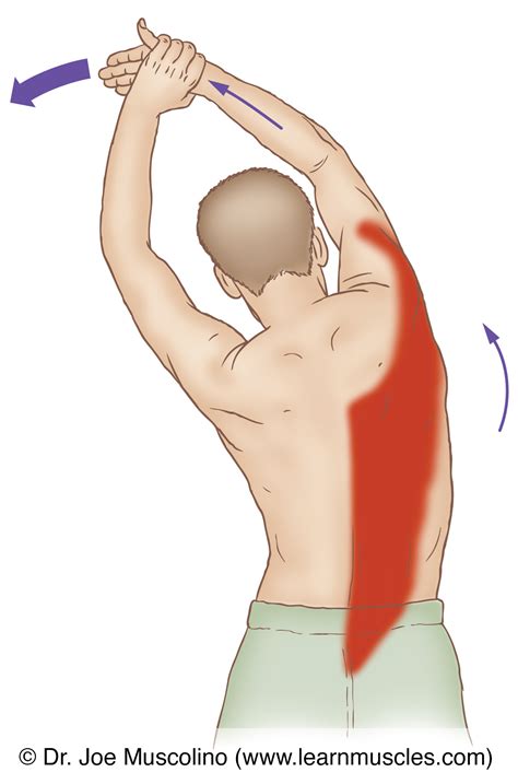 Latissimus Dorsi (Lat)- Stretching - Learn Muscles