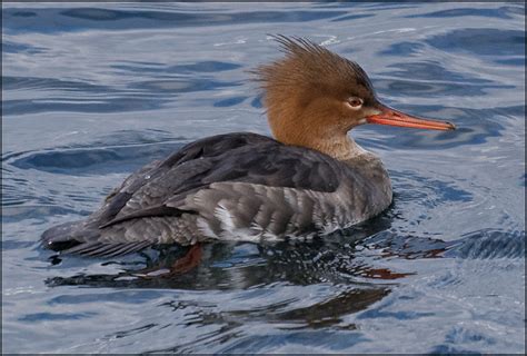 Bird Lore: Red-breasted Merganser - My Edmonds News