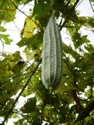 Luffa acutangula - Useful Tropical Plants