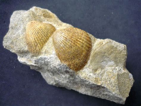 Bivalves - Collections - Page 3 - The Fossil Forum