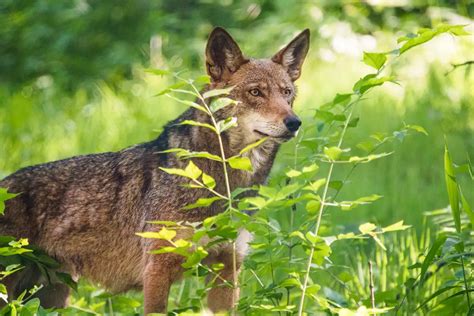 Endangered Red Wolves from the EWC Released to the Wilds of North Carolina - Endangered Wolf Center