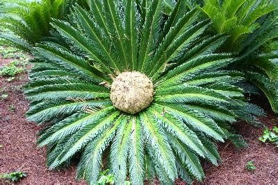 Sago Palm – Female Flower | Walter Reeves: The Georgia Gardener