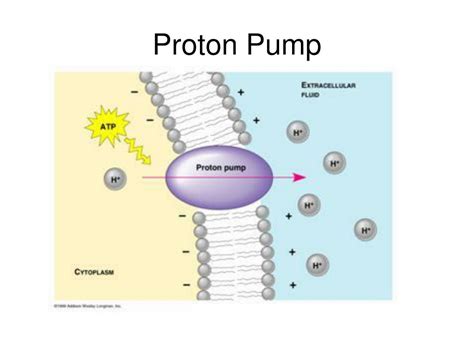 PPT - Cell Membrane and Transport Across The Cell PowerPoint Presentation - ID:2973426