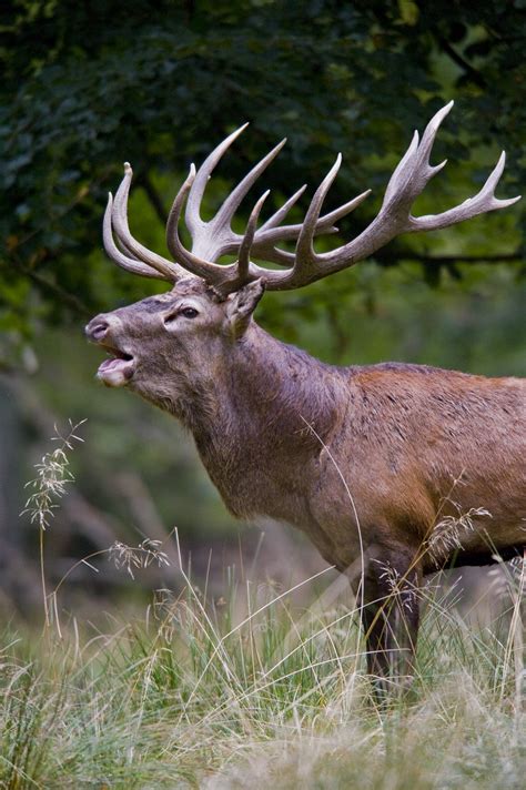 File:Red deer stag 2009 denmark.jpg - Wikimedia Commons