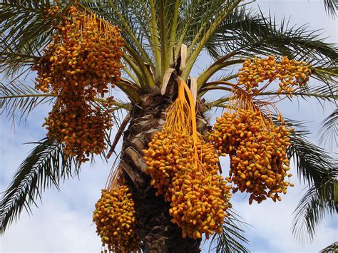 Identik Timur Tengah, Pohon Kurma Bisa Tumbuh di Indonesia - Mongabay.co.id