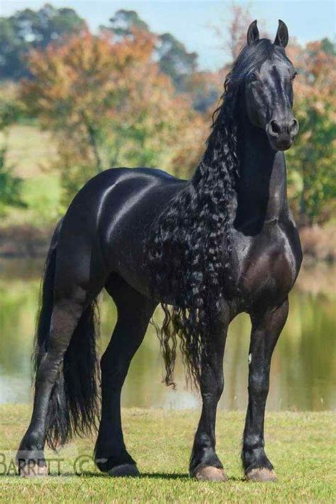 Beautiful Friesian horse with amazing long mane. | Beautiful horses, Beautiful horse pictures ...