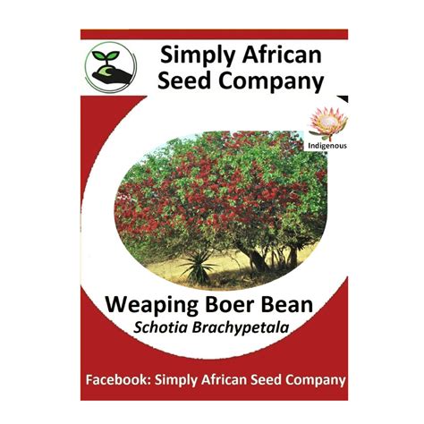 Weaping Boer Bean (Schotia Brachypetala) Seeds - Simply African Seed ...