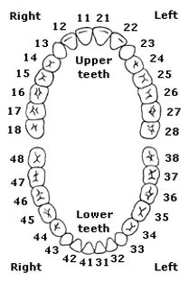 Teeth Location Chart