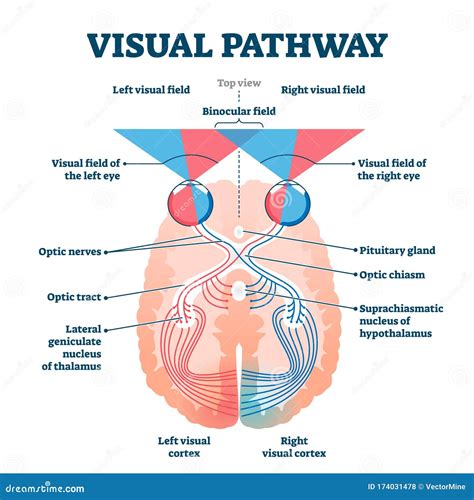 Visual Pathway Medical Vector Illustration Diagram | CartoonDealer.com ...