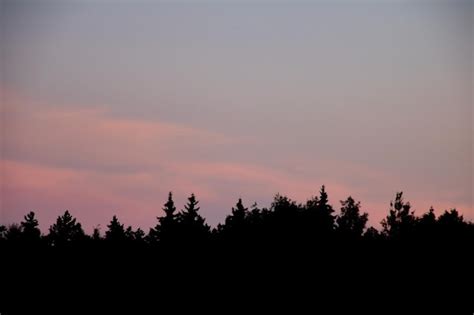 Premium Photo | Pink sunset sky over tree silhouettes background