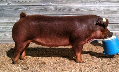 Duroc swine are always red and brown in color and there can be lighter and darker shades of red ...