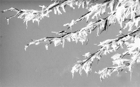 How Ice Storms Impact Trees - - The Adirondack Almanack