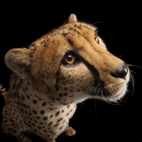 Cheetahs Could be Closer to Extinction Than Originally Thoug | Plants ...