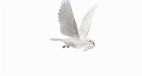 Dove Flying Animation 3D - TurboSquid 1349751