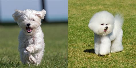 Maltese Bichon Puppies