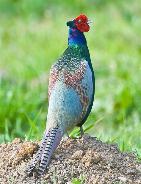 Pin on Raising pheasants