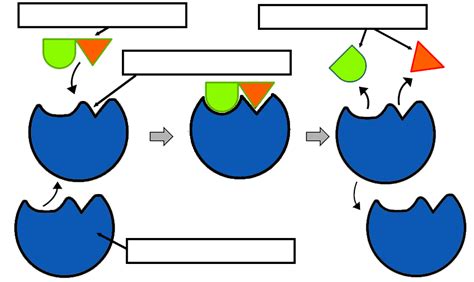 Analyzing Graphics: Enzymes