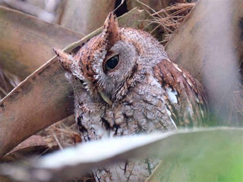 Owls In Florida: See All 7 Species In The Sunshine State