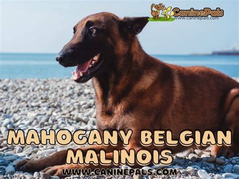 Mahogany Belgian Malinois - Canine Pals