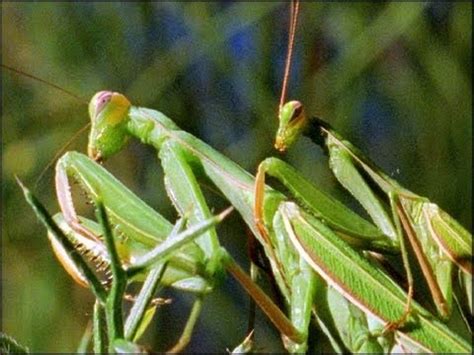 Praying Mantis Eating Mate