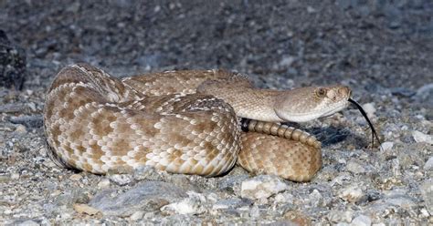 Rattlesnakes in the desert winter