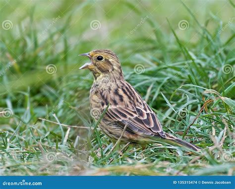 Yellowhammer Emberiza Citrinella Stock Photo - Image of emberiza ...