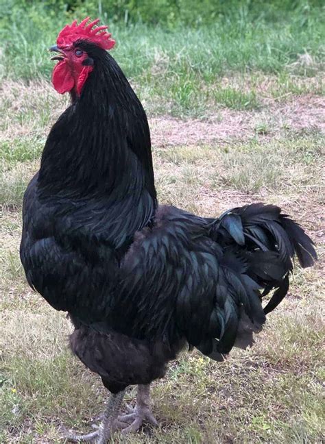 Jersey Giant Chicken: Eggs, Height, Size and Raising Tips