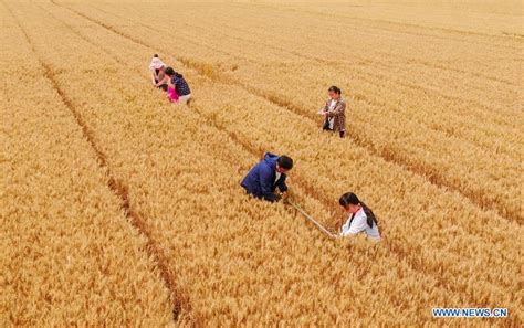 Chinese agricultural sector's role significant amid COVID-19: Report ...