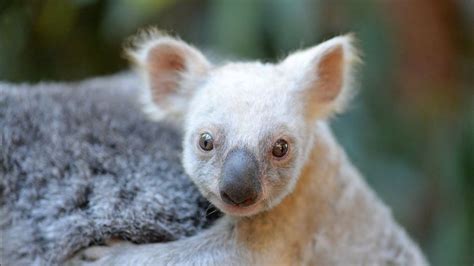 Rare white baby koala born at Australia Zoo is looking for a name