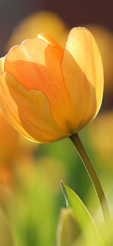 Tulip iPhone Wallpapers - Wallpaper Cave