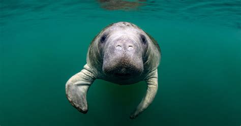 Learn About Manatees | Discover Crystal River