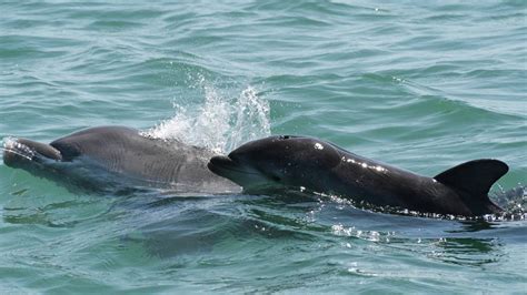 Sarasota Bay dolphin researchers dig deep to find family ties | Bradenton Herald