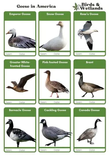 Types of Geese Found in Mississippi! (4 species) – Nature Blog Network