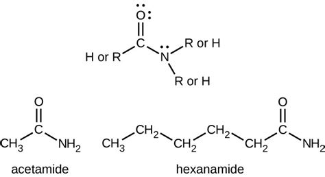 Amines and Amides | Chemistry for Majors