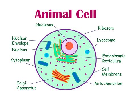 animal cell diagram labeled - Be Full Vlog Frame Store