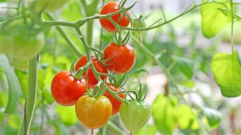 A Beginner's Guide to Fertilizing Tomatoes - Rowe Organic