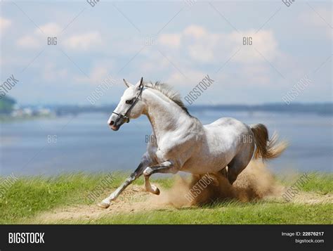 White Stallion Water Image & Photo (Free Trial) | Bigstock