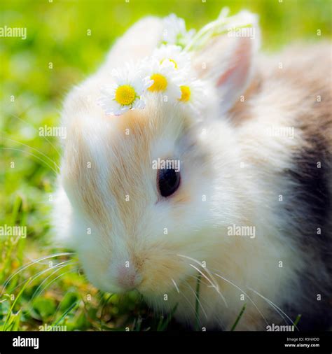 bunny with flowers Stock Photo - Alamy