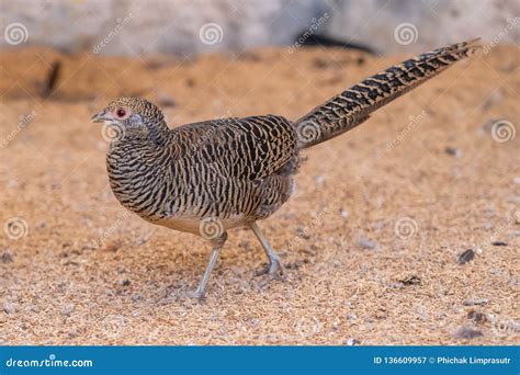 Female Golden Pheasant Has less Attracting Color Stock Image - Image of tropical, plumage: 136609957