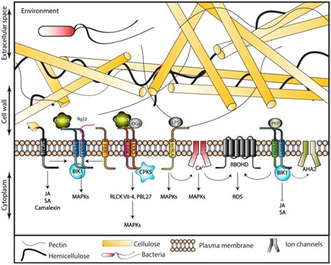 PAMPs and DAMPs activate diverse pathways in response to environmental... | Download Scientific ...