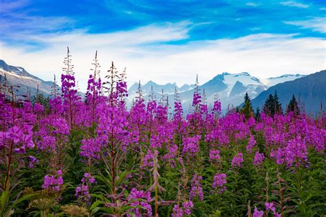 Flowers of Significance to Alaska Native Peoples | Travel Alaska