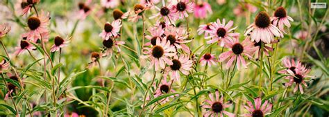 7 Best Full Sun Perennials You Can Have In Your Cottage Garden