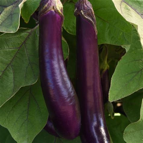 Japanese Long Purple Eggplant : As amazon associates we earn from qualifying purchases.