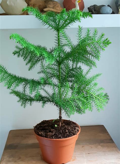 Araucaria heterophylla - Norfolk Island Pine - small and green